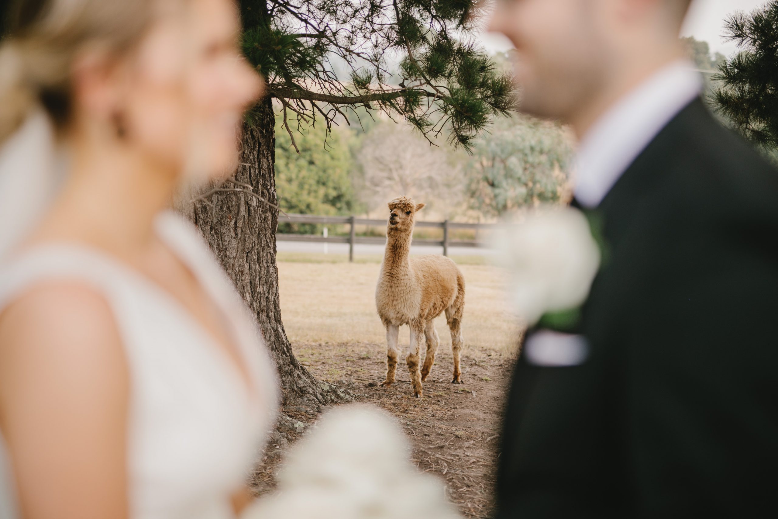 A bride and groom facing each other with an alpaca looking on.